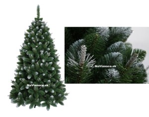 vianočný stromček borovice